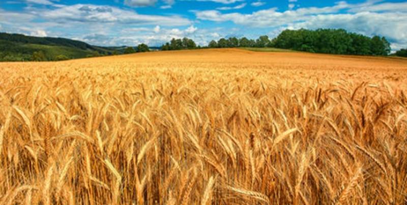 آغاز برداشت گندم از مزارع رودبار جنوب/ پیش‌بینی برداشت ۹۰ هزار تن محصول